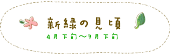 新緑の見頃