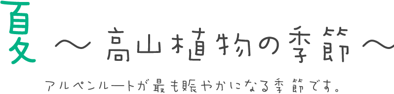 夏　〜高山植物の季節〜