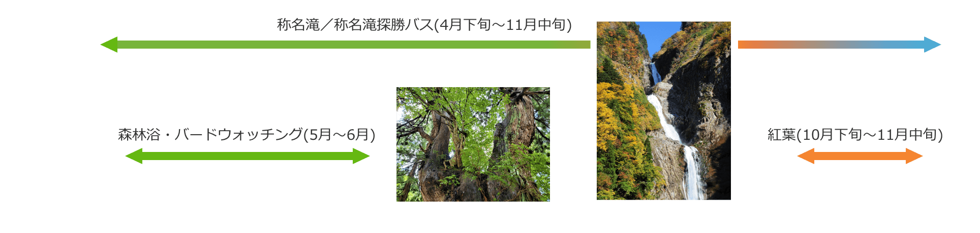 称名滝／称名滝探勝バス(4月下旬〜11月中旬) 森林浴・バードウォッチング(5月〜6月) 紅葉(10月下旬〜11月中旬)